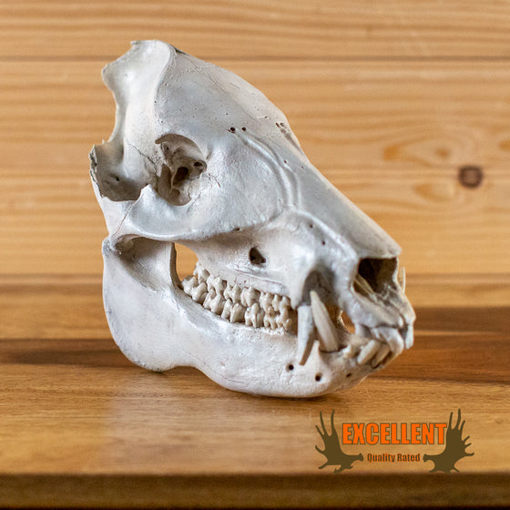 Excellent Javelina Taxidermy Skull GB4224
