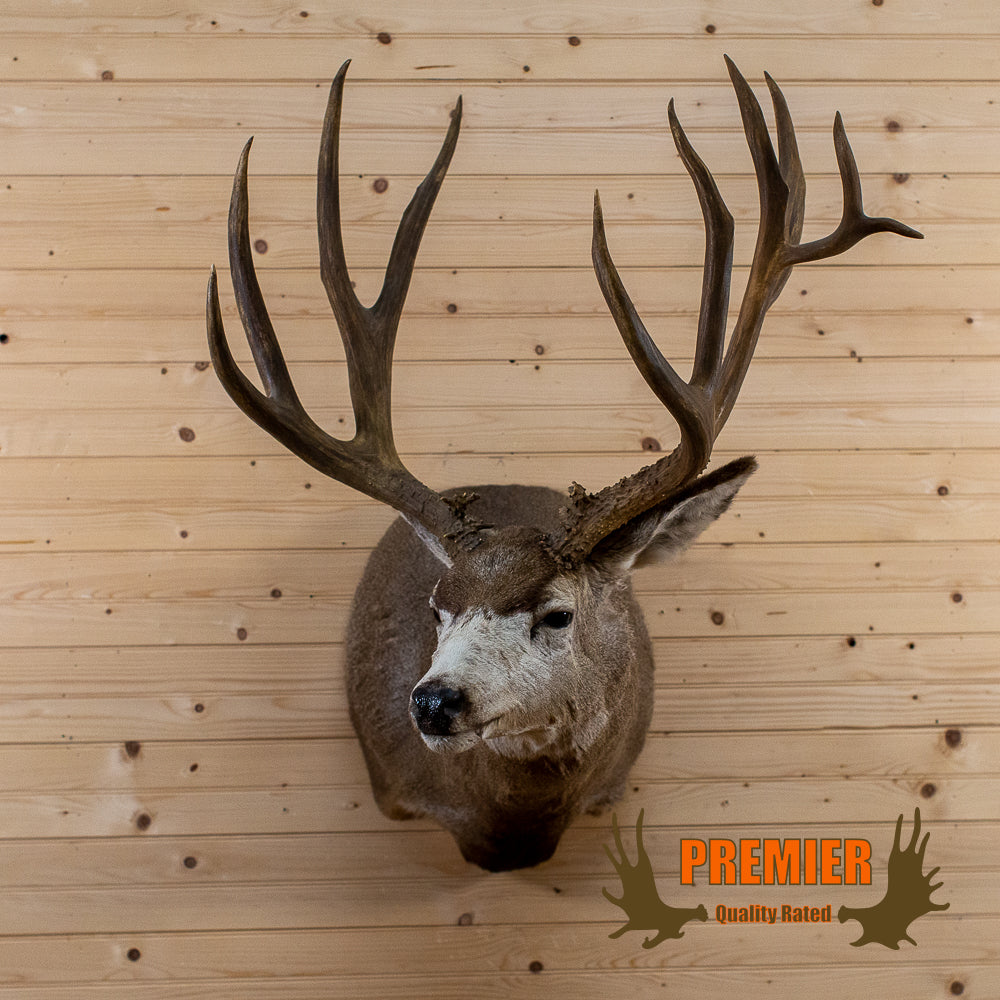 Whitetail Deer Season 2023 - Stehling's Taxidermy