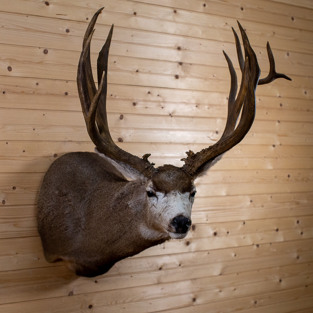 Unusual dilemma with my mule deer mount | AfricaHunting.com