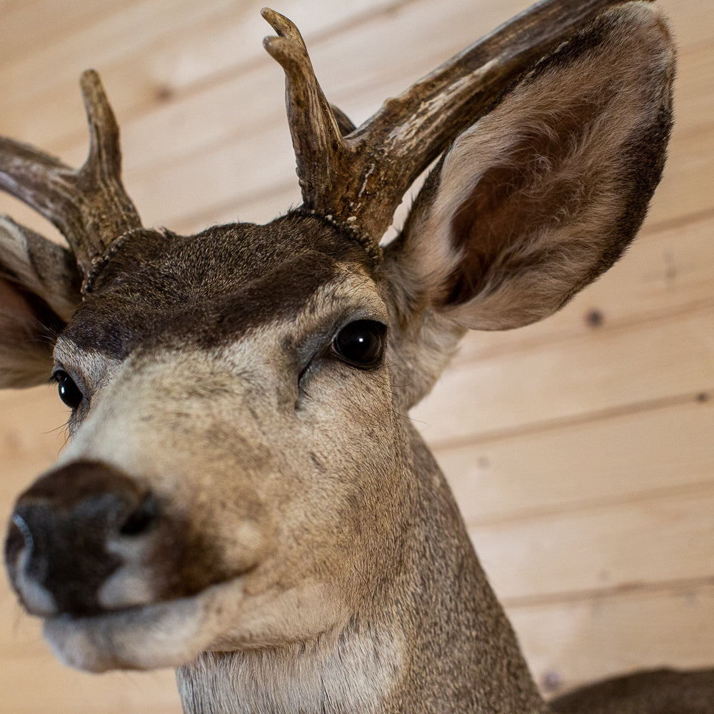 Looking for mule deer mount ideas. | Hunt Talk