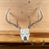 Nice 8-Point Whitetail Buck Deer Skull & Antlers Taxidermy Mount SN4027