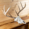 Nice 8-Point Whitetail Buck Deer Skull & Antlers Taxidermy Mount SN4027