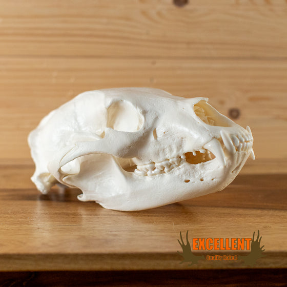 Excellent Black Bear Skull GB7001