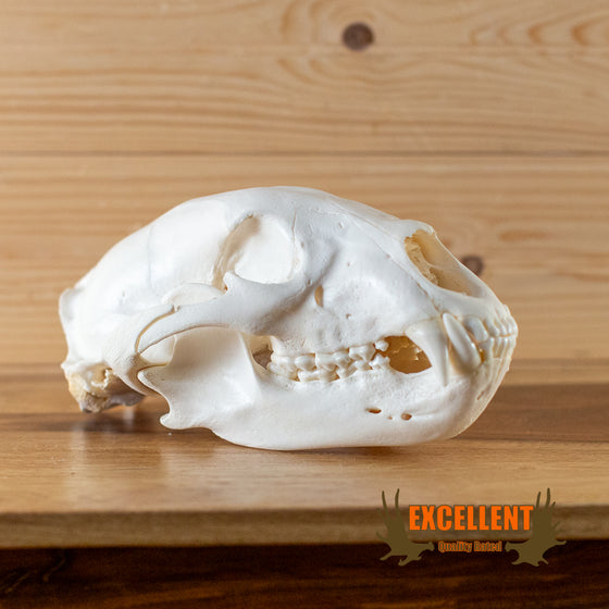 Excellent Black Bear Skull GB7002