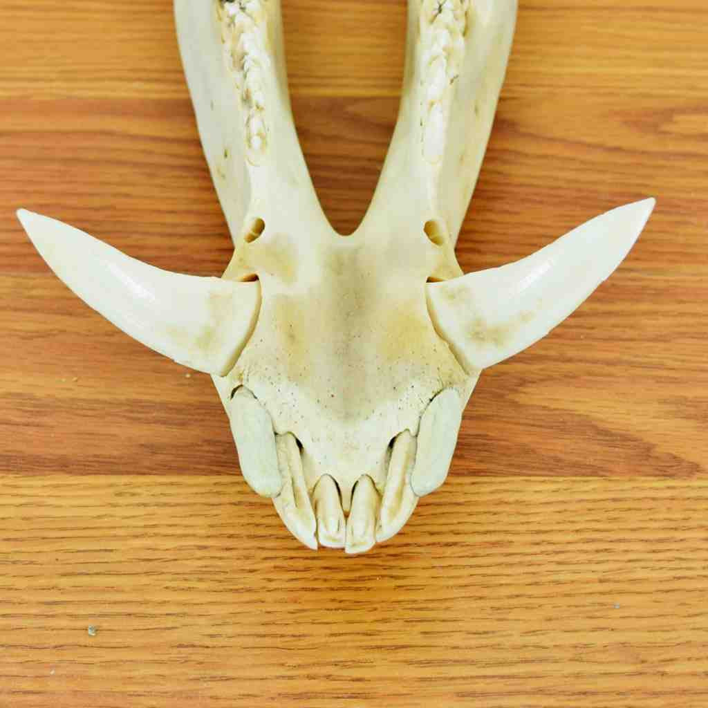 tribal hog skull