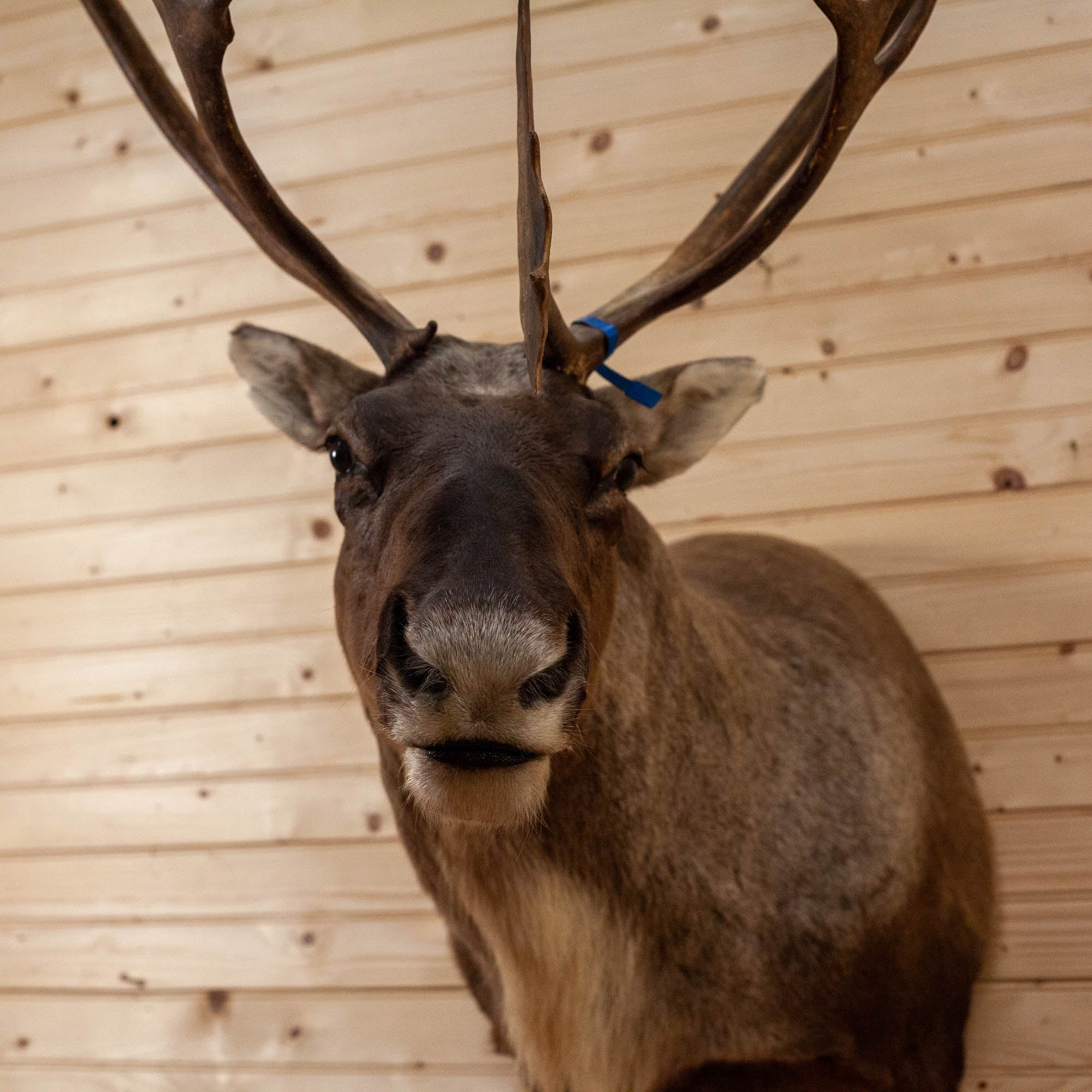 reindeer caribou