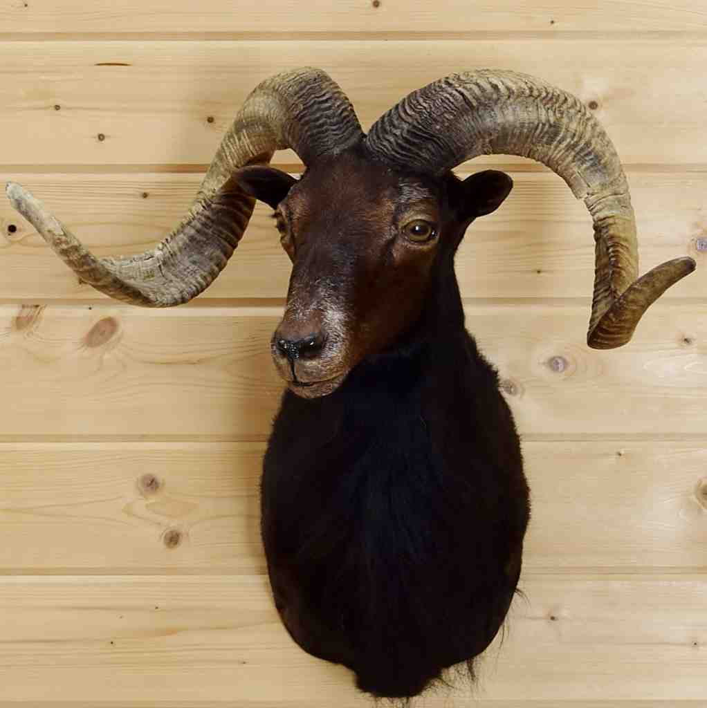 Black Hawaiian Ram Taxidermy Mount - Sheep SW5228 at Safariworks ...