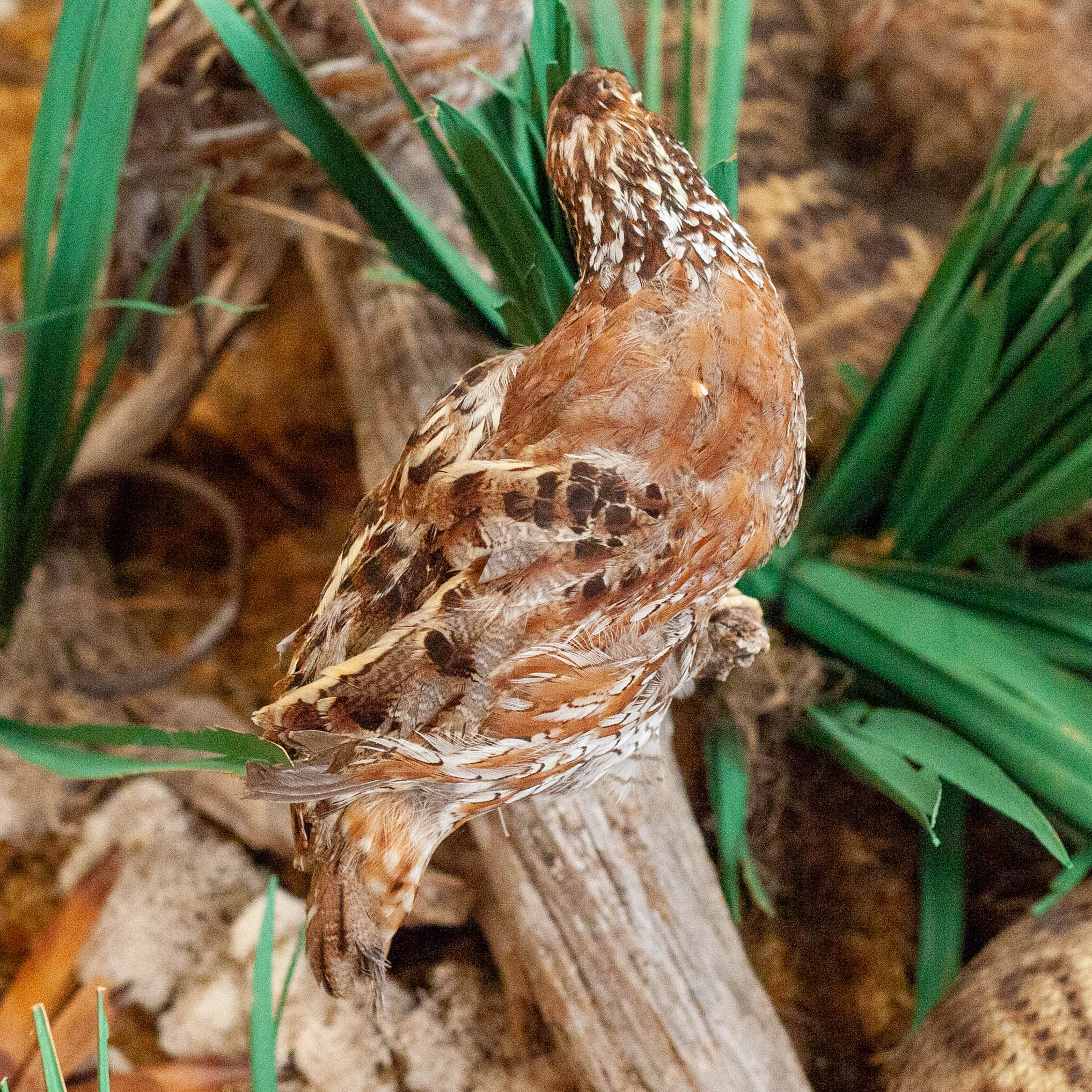 Large Quail Feather Image & Photo (Free Trial)