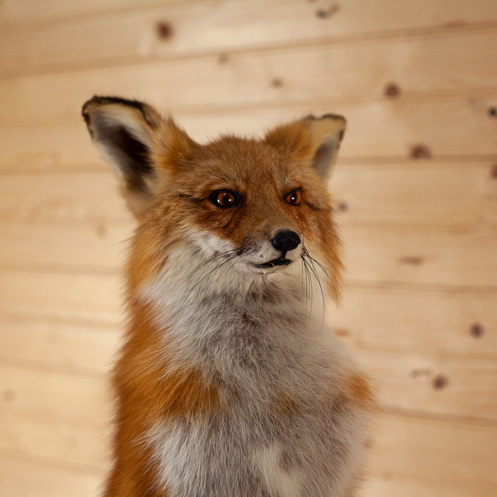 Red Fox — HEYMRJIM