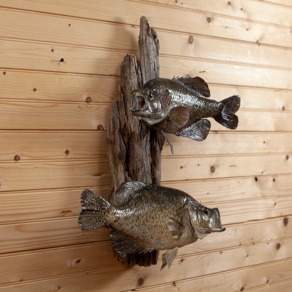 Fish Stringer Taxidermy Mount For Sale