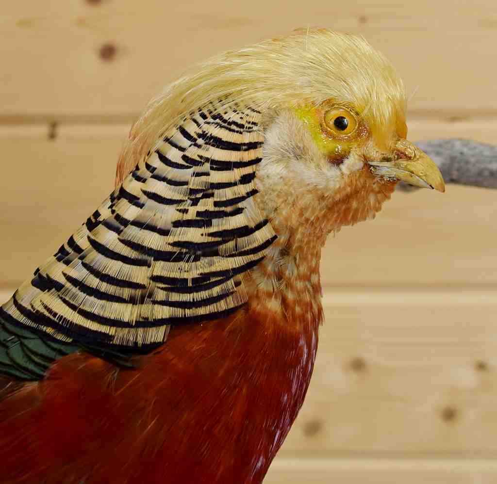 Red Golden Pheasant