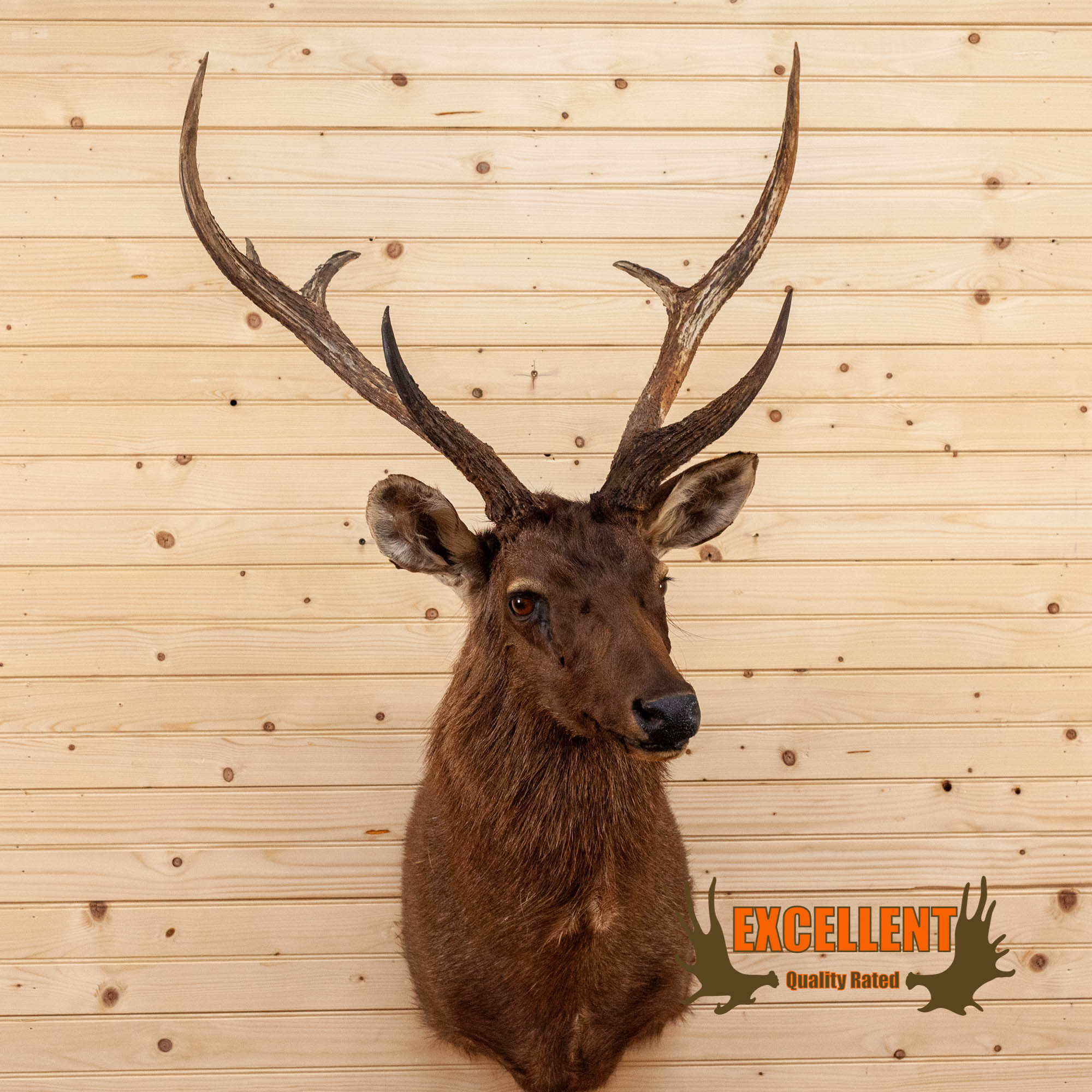 Excellent Sambar Rusa Deer Taxidermy Shoulder Mount SW10305