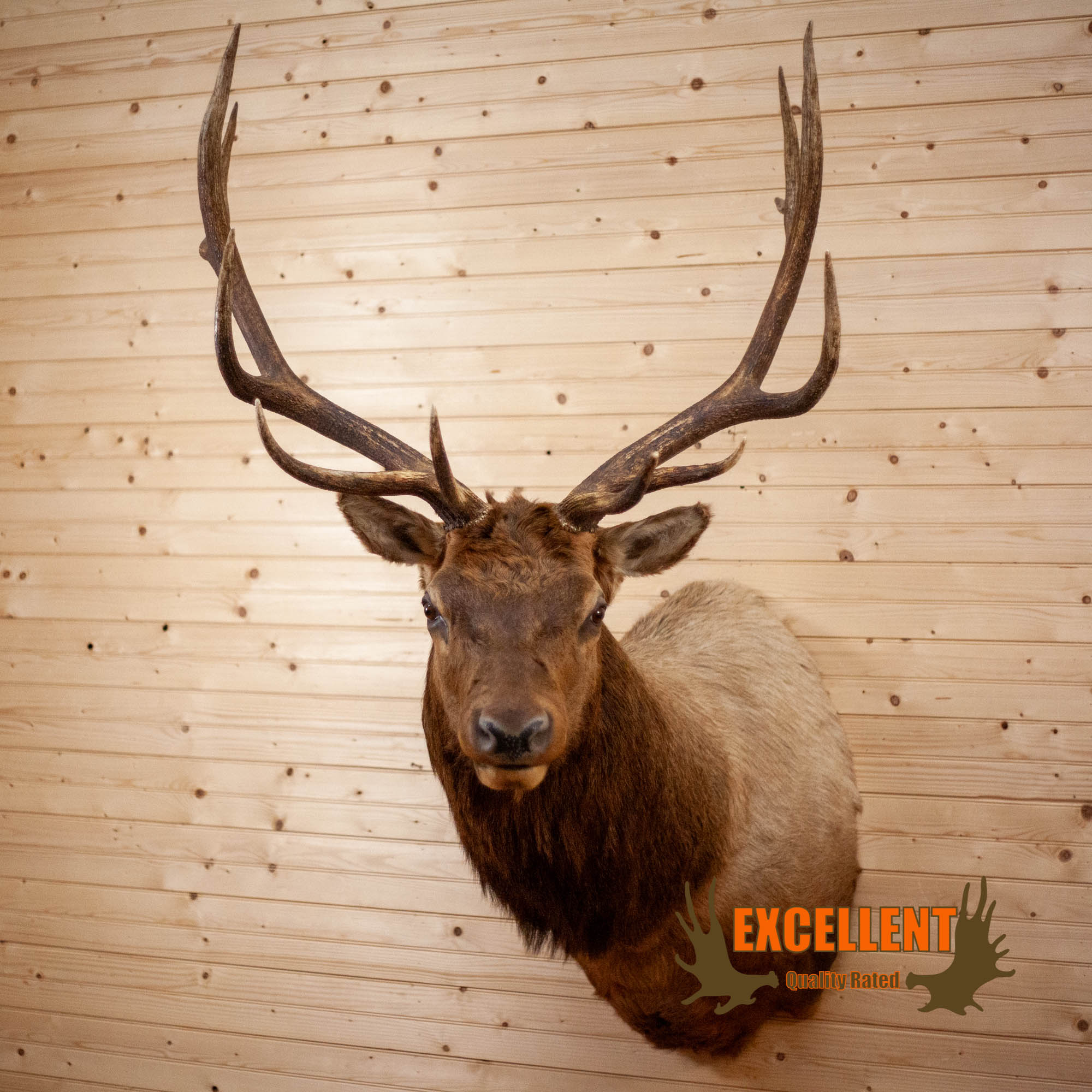 mounted bull elk head