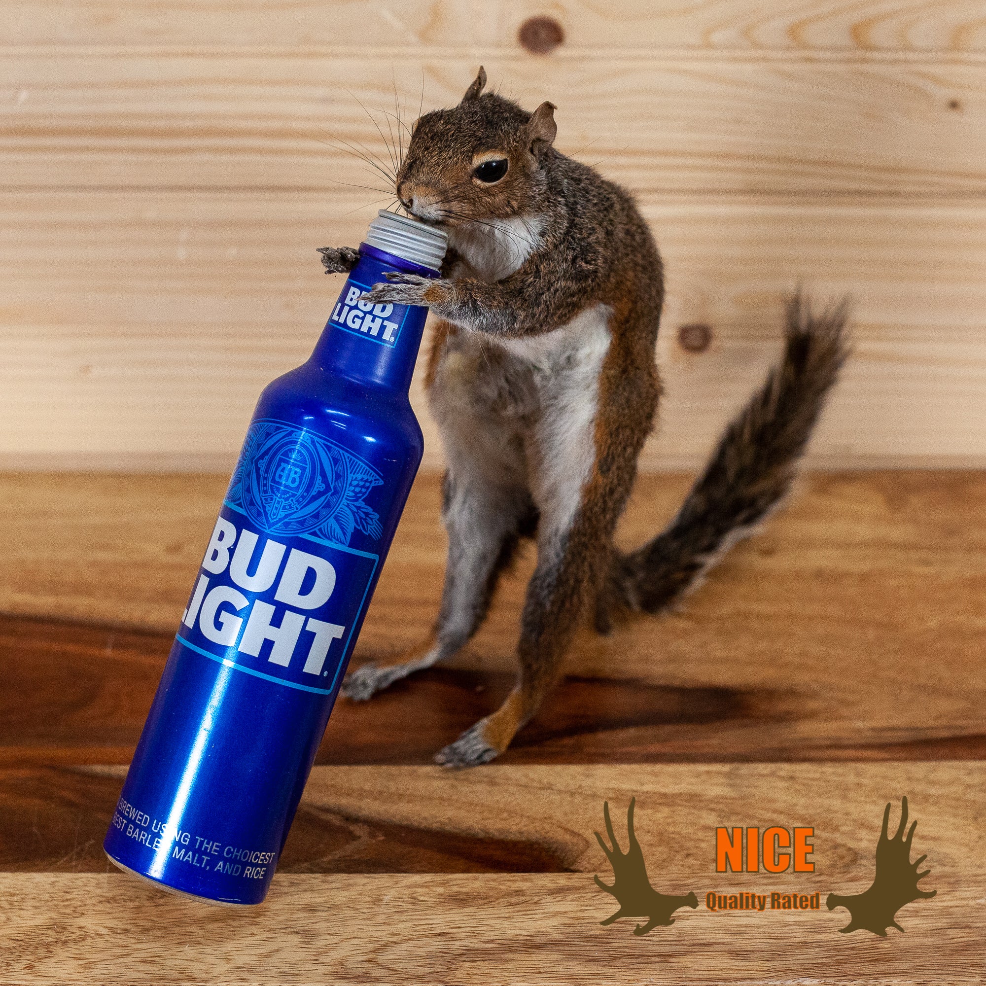 drunk squirrel