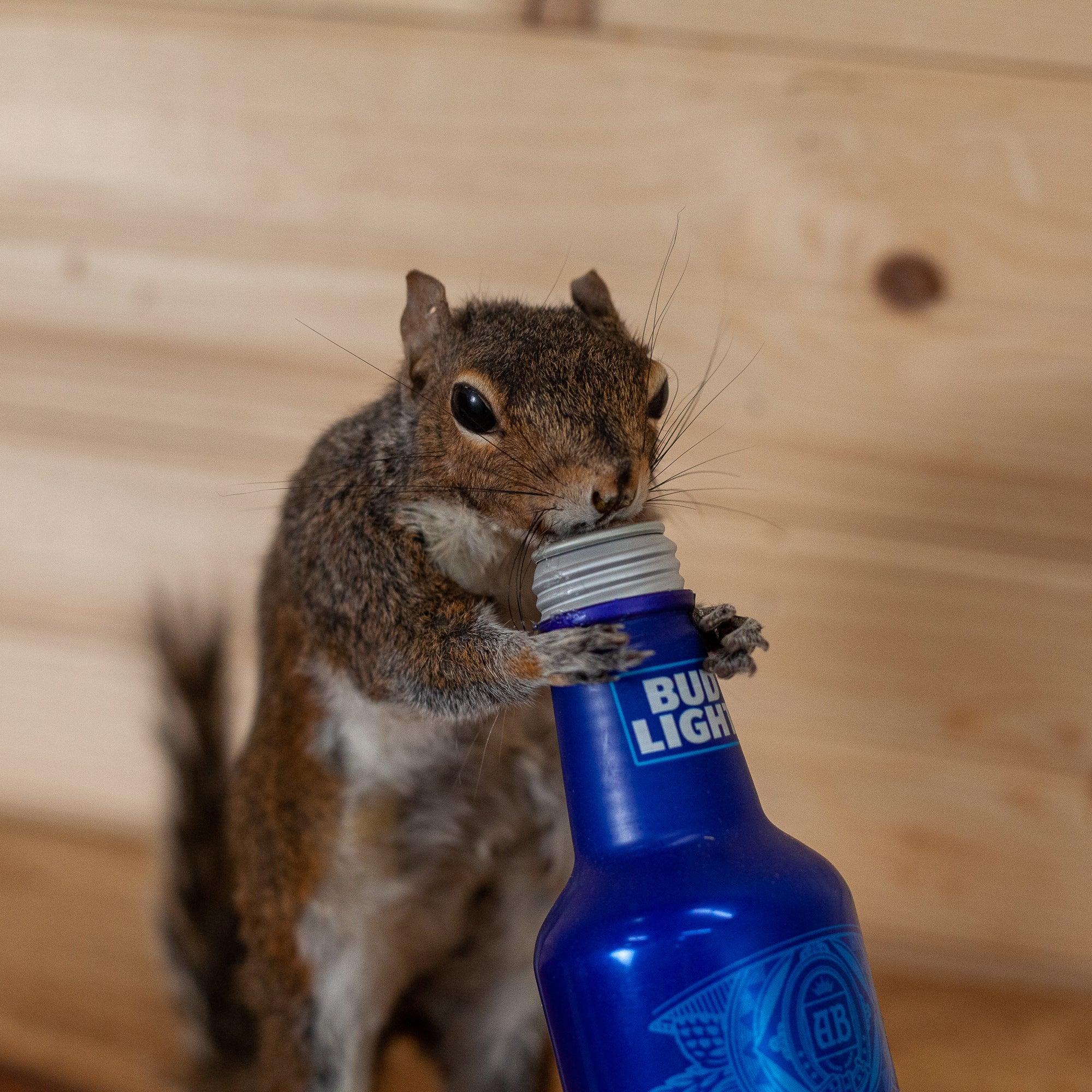 drunk squirrel