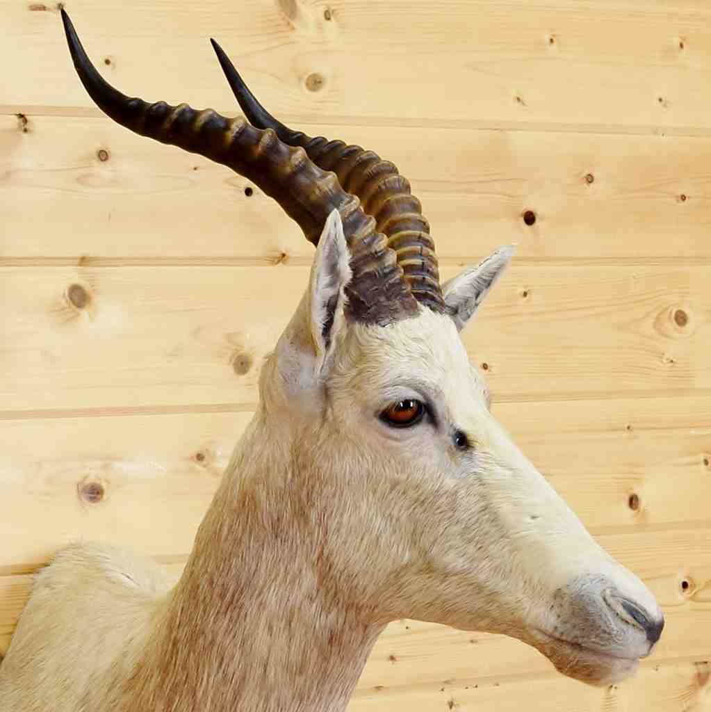 Luxe For Less: White Faux Taxidermy — 204 PARK