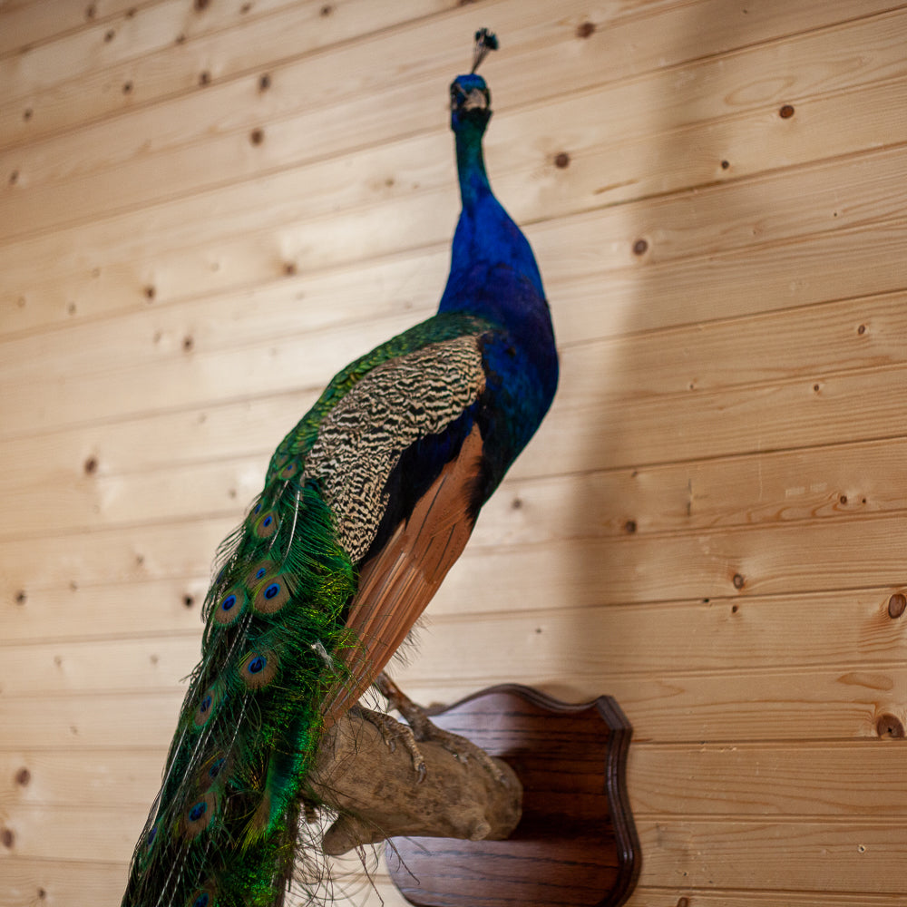 Premier Java Peacock Full Body Taxidermy Mount SW11029